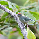Calliste vitriolin