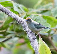 Scrub Tanager