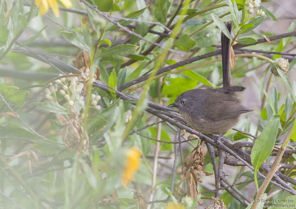 Wrentit