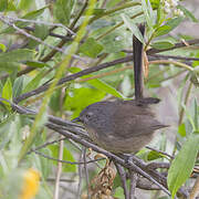 Wrentit