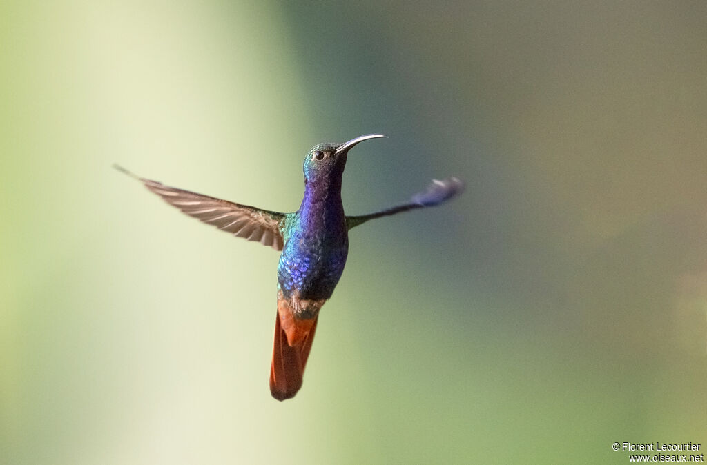 Lazuline Sabrewing male