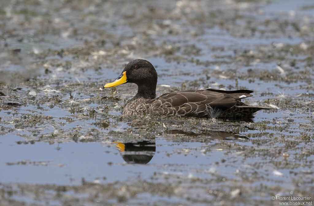 Yellow-billed Duck