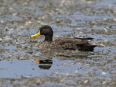 Yellow-billed Duck