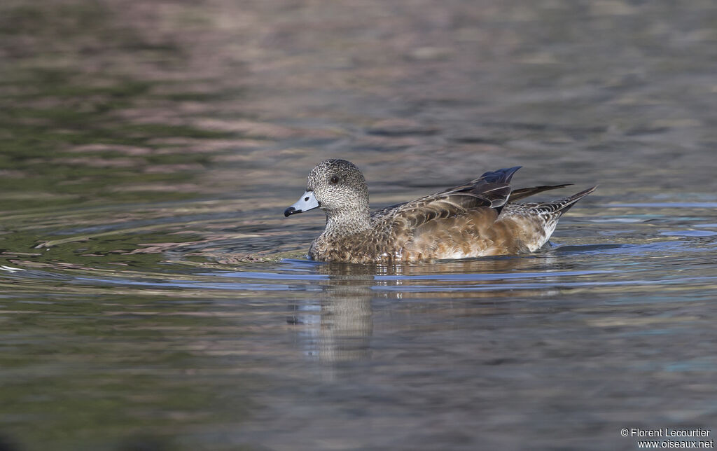 Canard à front blanc femelle