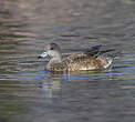 Canard à front blanc