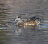 Canard à front blanc