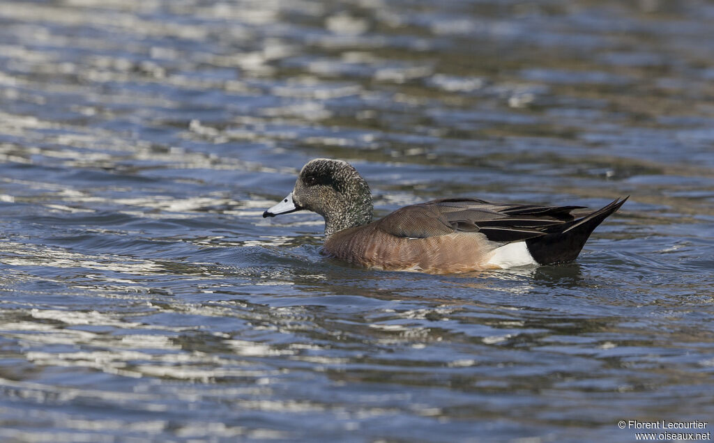 Canard à front blanc mâle