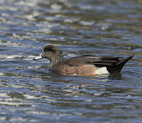 Canard à front blanc