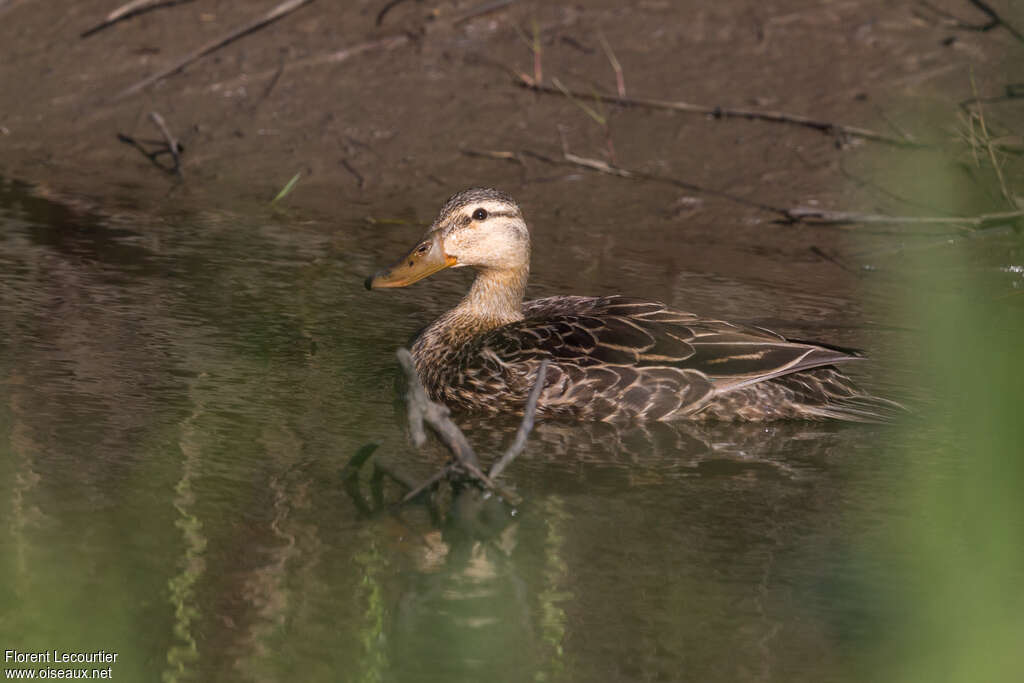 Canard brun femelle adulte, identification