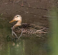 Canard brun