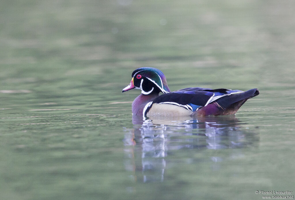 Canard carolin mâle