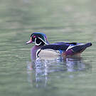 Canard carolin