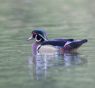 Wood Duck