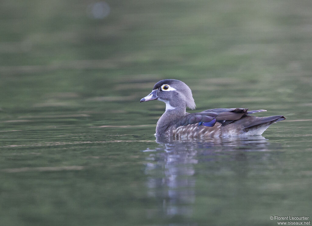 Canard carolin femelle