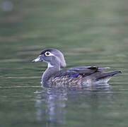 Wood Duck