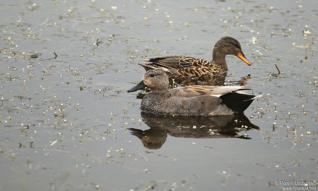 Canard chipeau