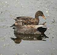 Gadwall