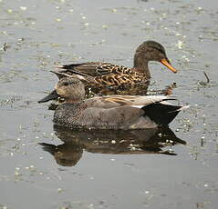 Canard chipeau