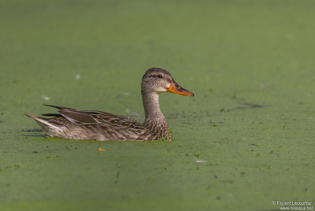 Canard colvert femelle adulte