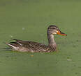 Canard colvert