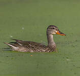 Canard colvert