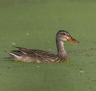 Canard colvert