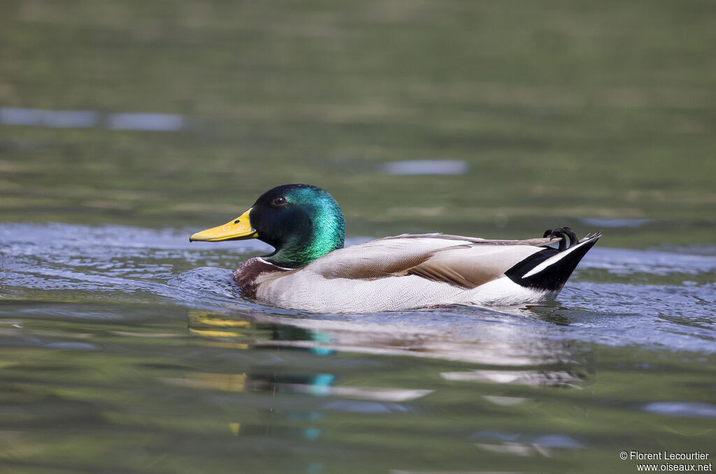 Mallard male