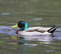 Canard colvert