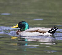 Mallard