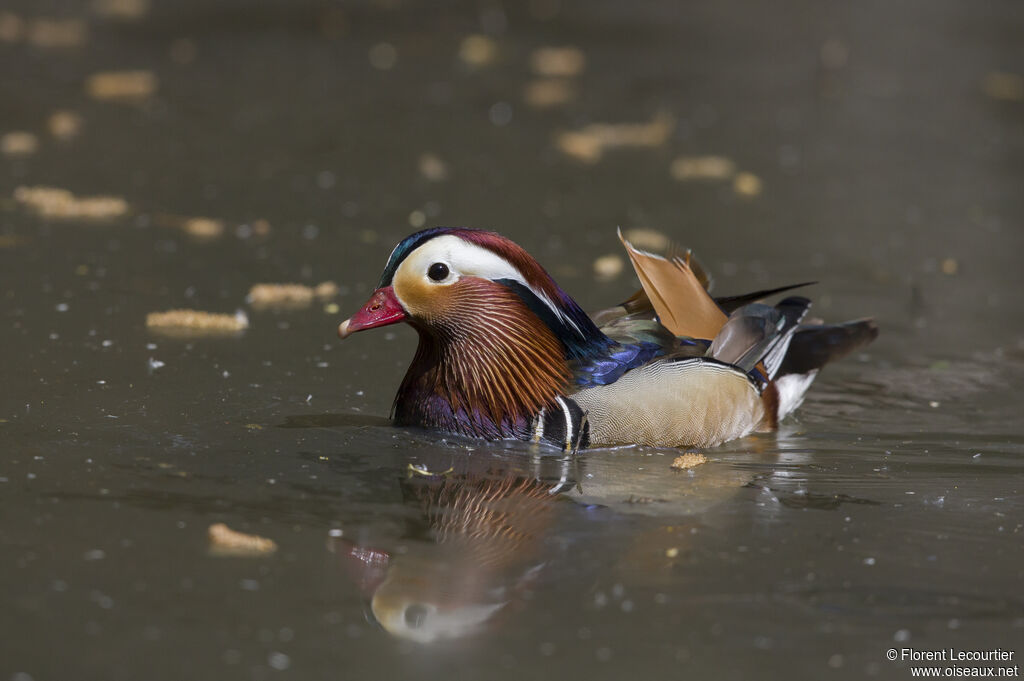 Canard mandarin mâle