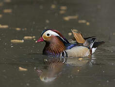 Canard mandarin