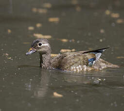 Canard mandarin