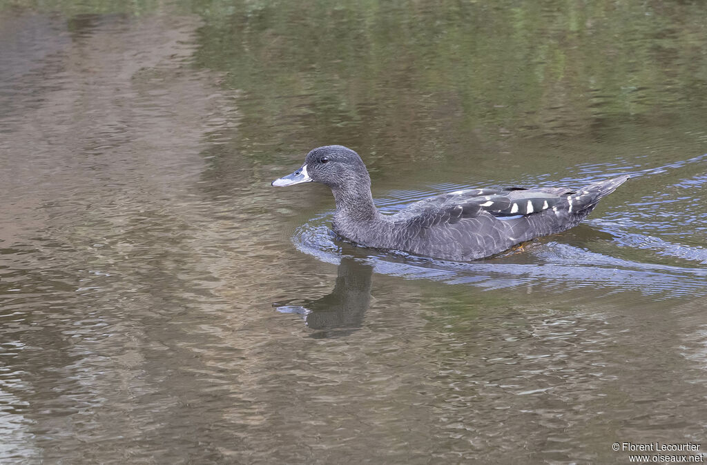 Canard noirâtre