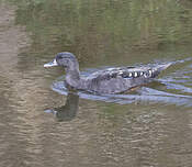 Canard noirâtre