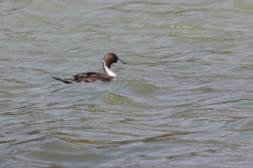 Canard pilet mâle adulte