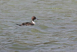 Northern Pintail