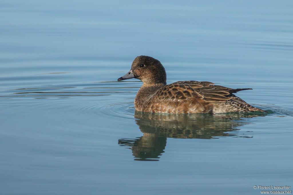 Canard siffleur femelle