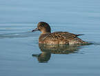 Canard siffleur