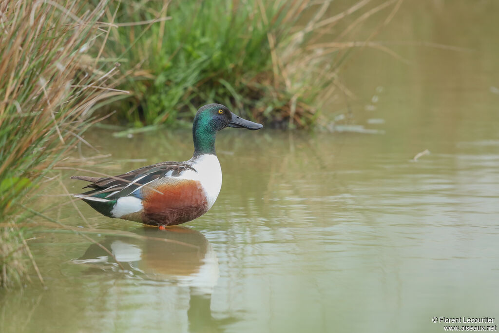 Canard souchet mâle