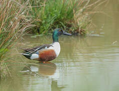 Northern Shoveler