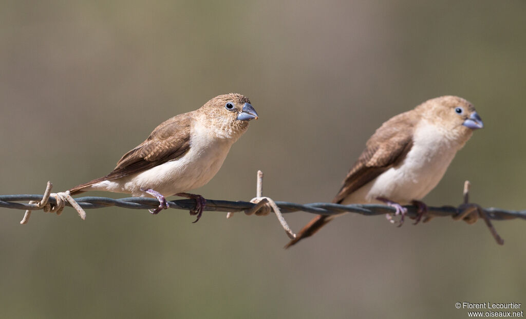 African Silverbill