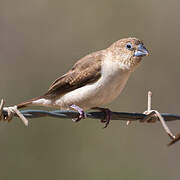 African Silverbill