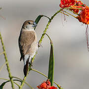 Indian Silverbill