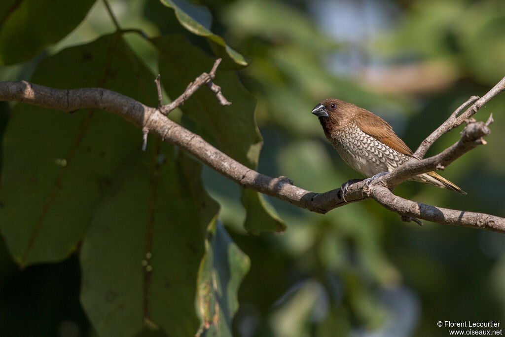 Scaly-breasted Munia