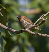 Scaly-breasted Munia