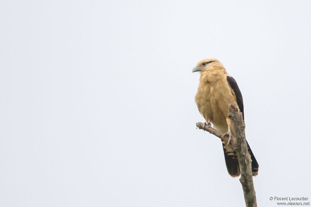 Caracara à tête jaune