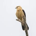 Caracara à tête jaune