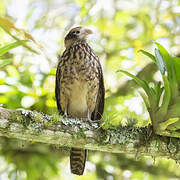 Yellow-headed Caracara