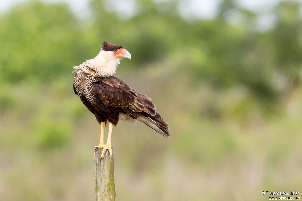 Northern Crested Caracara