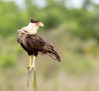 Crested Caracara (cheriway)